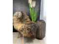 luxurious-sheepskins-gotland-with-beautiful-curls-small-3