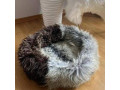 cat-beds-50cm-70cm-natural-sheepskin-premium-small-3