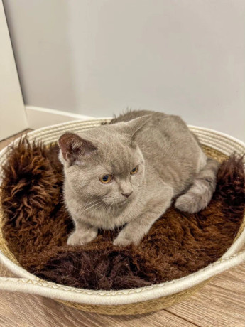 cat-beds-50cm-70cm-natural-sheepskin-premium-big-1