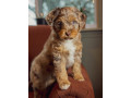 adorable-aussiedoodle-puppies-small-4