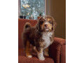 adorable-aussiedoodle-puppies-small-2