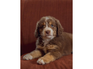 🐾❤️ ADORABLE AUSSIEDOODLE PUPPIES ❤️🐾