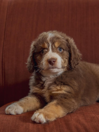 adorable-aussiedoodle-puppies-big-0