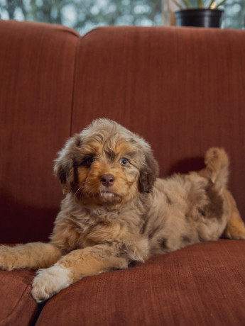 adorable-aussiedoodle-puppies-big-1