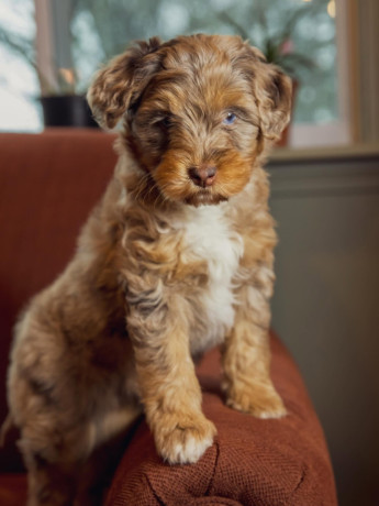 adorable-aussiedoodle-puppies-big-4