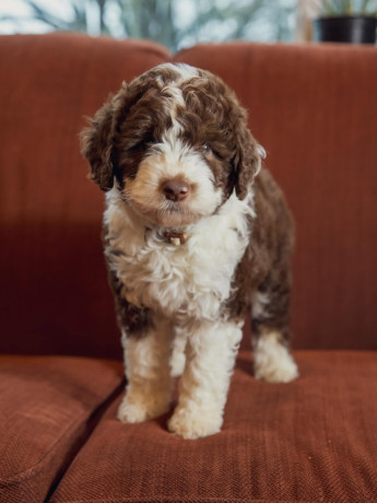 adorable-aussiedoodle-puppies-big-5