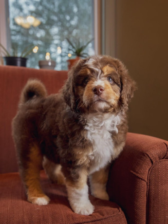 adorable-aussiedoodle-puppies-big-2