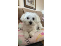 adorable-maltese-puppies-looking-for-loving-homes-small-2