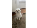 adorable-maltese-puppies-looking-for-loving-homes-small-1