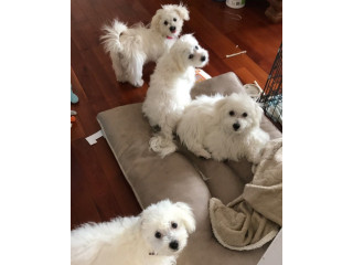 Adorable Maltese Puppies Looking for Loving Homes