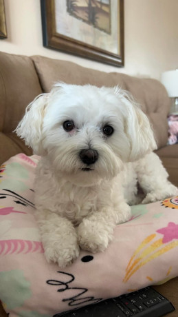 adorable-maltese-puppies-looking-for-loving-homes-big-2