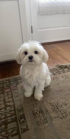 adorable-maltese-puppies-looking-for-loving-homes-big-1