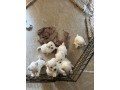 adorable-maltese-puppies-available-small-1