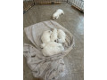 adorable-maltese-puppies-available-small-3