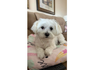 🐶 Adorable Maltese Puppies Available 🐶