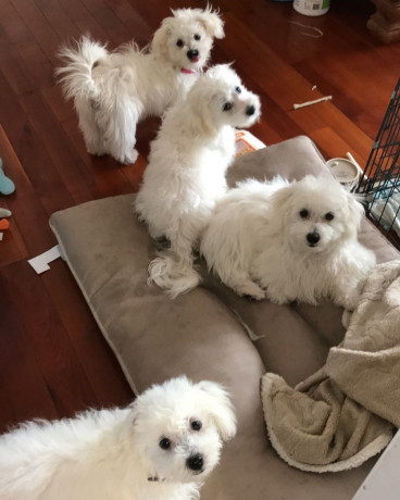 adorable-maltese-puppies-available-big-2