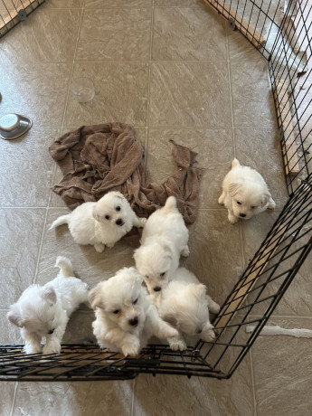 adorable-maltese-puppies-available-big-1