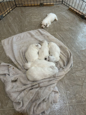 adorable-maltese-puppies-available-big-3