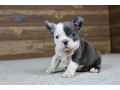french-bulldog-puppy-small-1