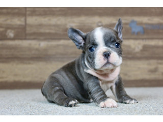 French Bulldog puppy