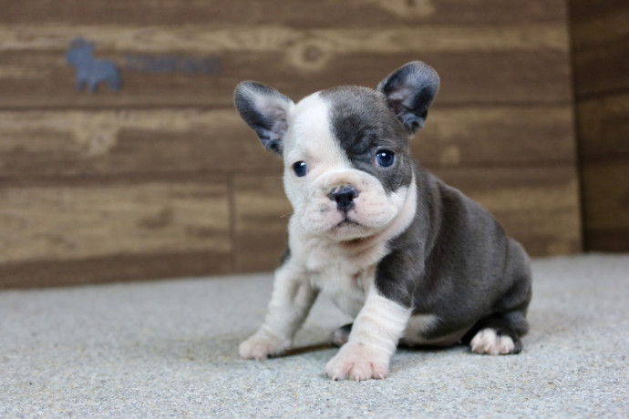 french-bulldog-puppy-big-1