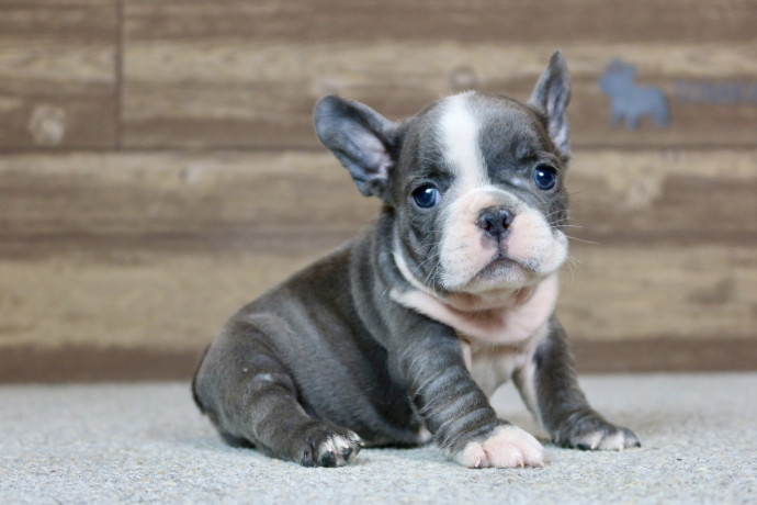 french-bulldog-puppy-big-0